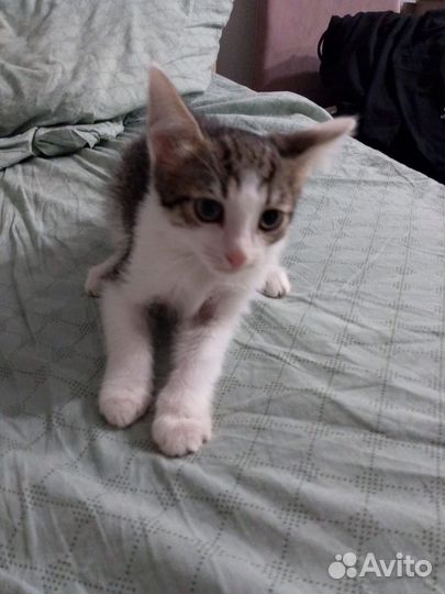 Кошка и котята