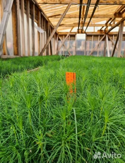 Реализуем сеянцы сосны, окс