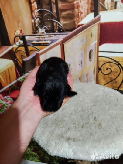 Щенки бесплатно