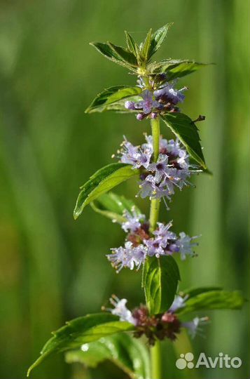 Мята сушеная