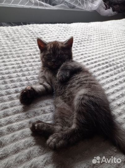 Шотландские котята