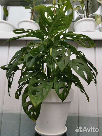 Монстера манки маск/адансона