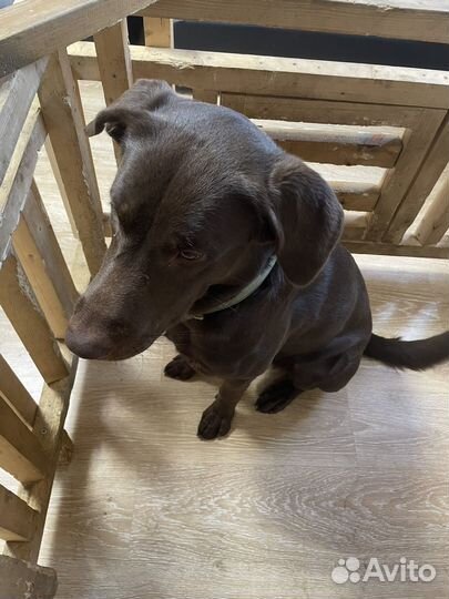 Шоколадный лабрадор