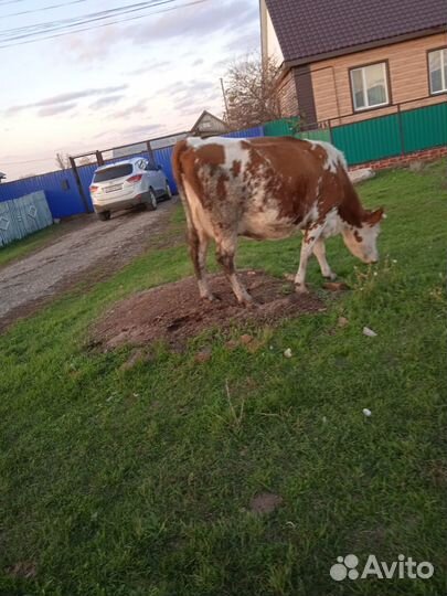 Корова хорошая дойная