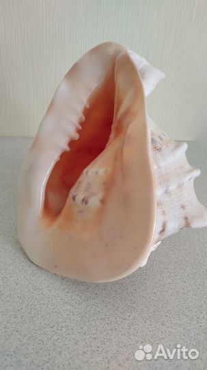 Ракушка морская большая