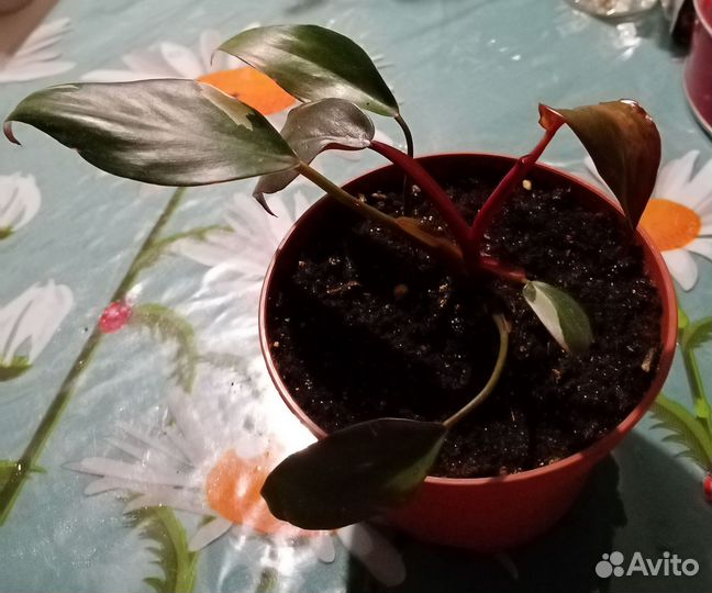 Комнатные растения