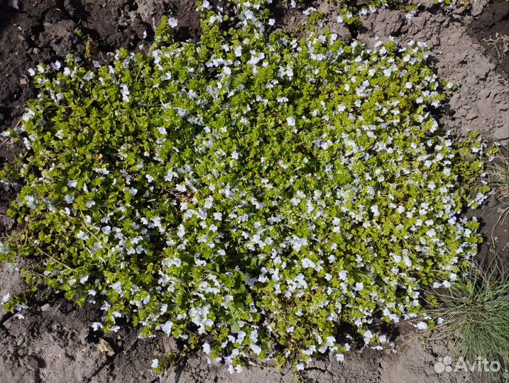 Замиокулькас,овсяница сизая,декор.травк,мак,аконит