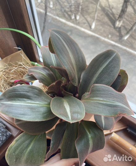 Нематантус, сидеразис,аихризон, педилантус