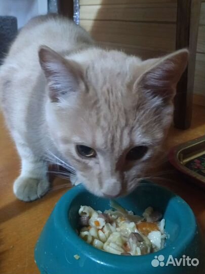 Кошки в добрые руки бесплатно