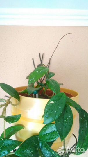 Комнатные растения