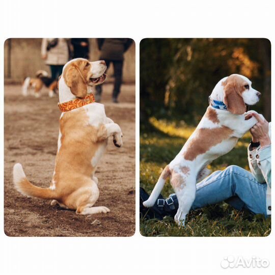 Бигль. Вязка