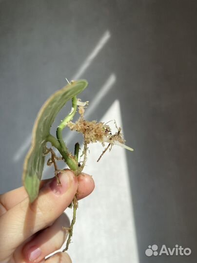 Сциндапсус neon