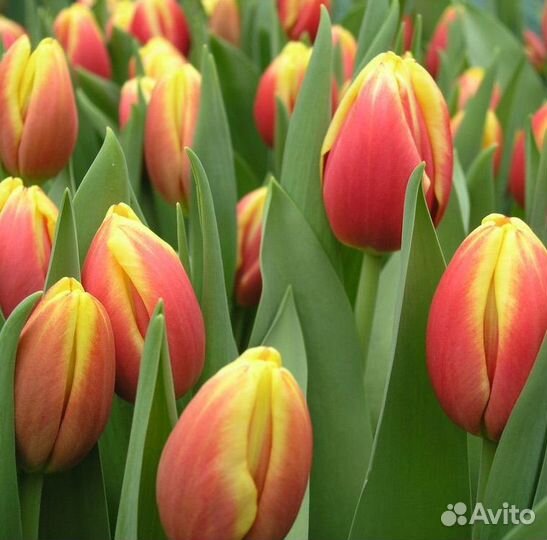 Тюльпаны оптом и в розницу