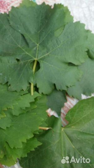 Виноградные листья для долмы