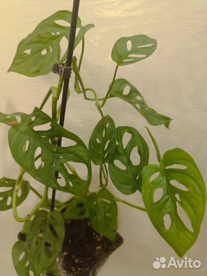 Монстера манки