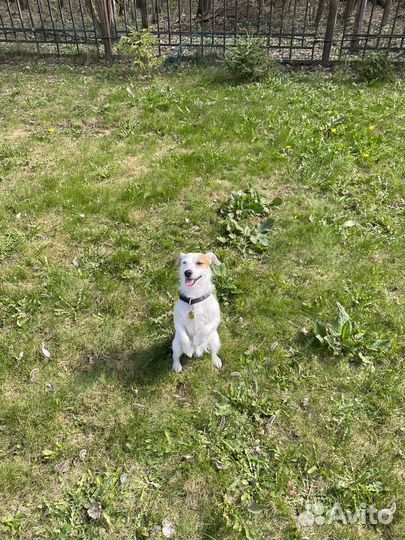 Джек Рассел терьер в аренду для съемок