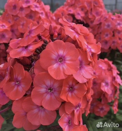 Флокс коралловый Гаганова