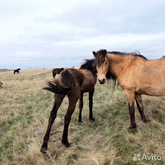 Продам лошадей,кобыл,жеребят