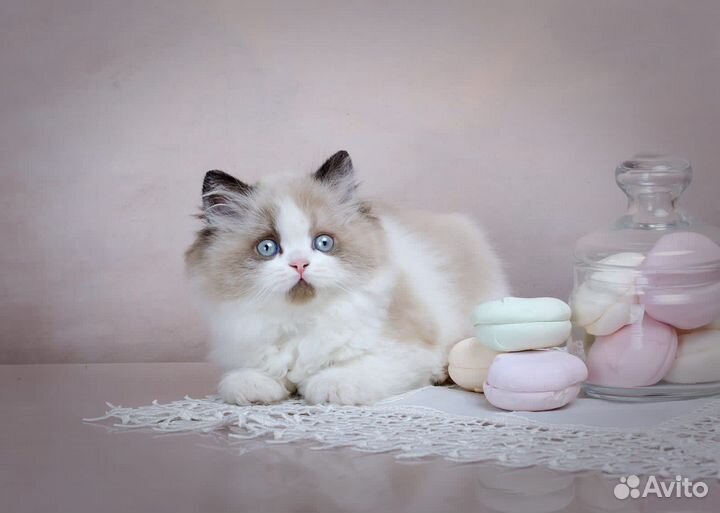 Британский котенок Zakki