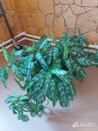 Большие офисные цветы