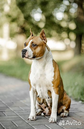 Американский стаффордширский терьер