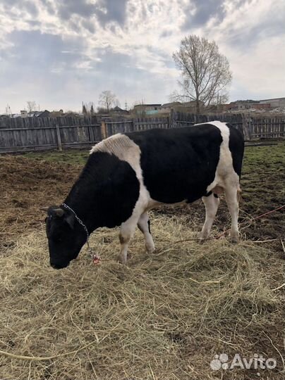 Продам быка