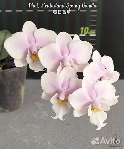 Орхидея фаленопсис Phal. Meidarland Spring Vanilla купить в Москве ...