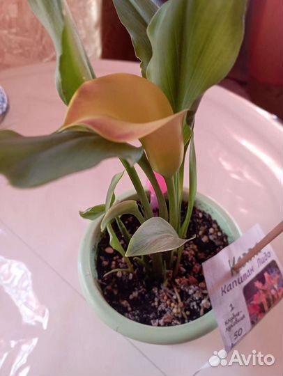 Цветы домашние каллы