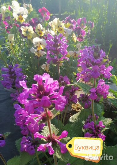 Цветы для сада