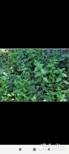 Мята перечная, шоколадная, кучерявая