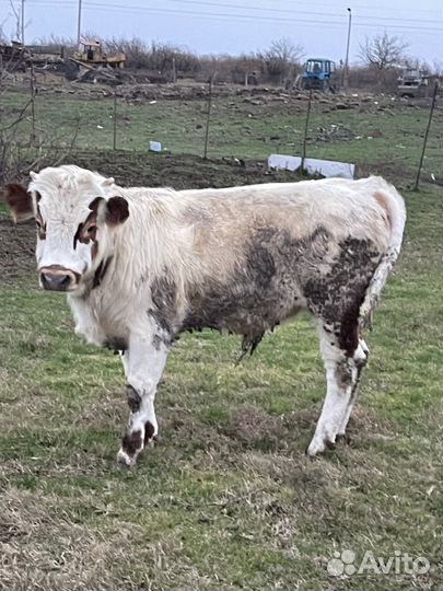 Телята бычки на откорм