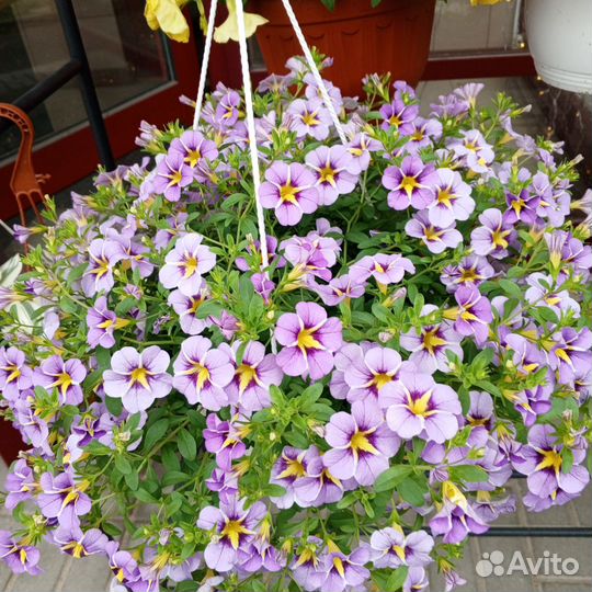 Комнатные цветы, рассада, кашпо, петунья, бархатцы