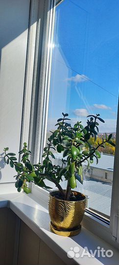 Толстянка денежное дерево