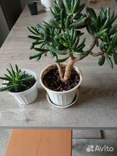 Суккуленты и кактусы