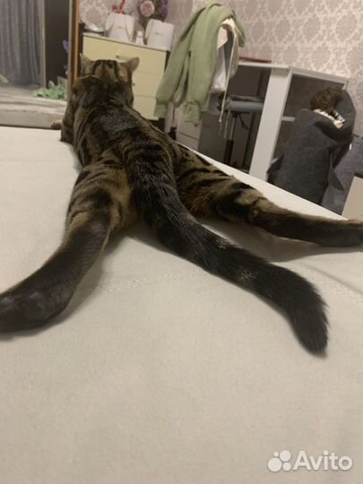 Бенгальский кот