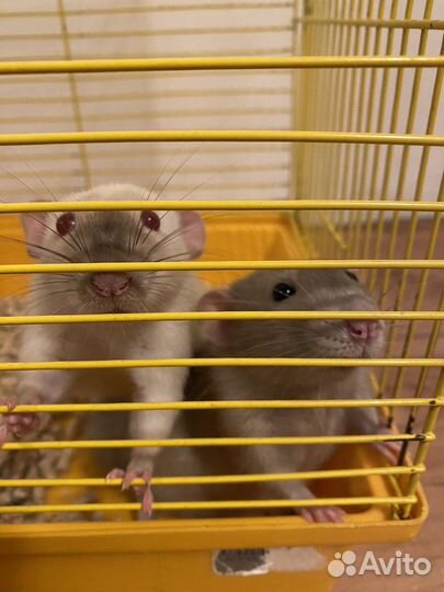 Передержка животных