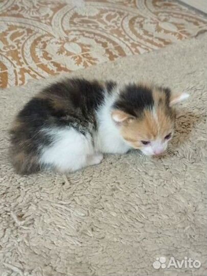 Котята ищут дом