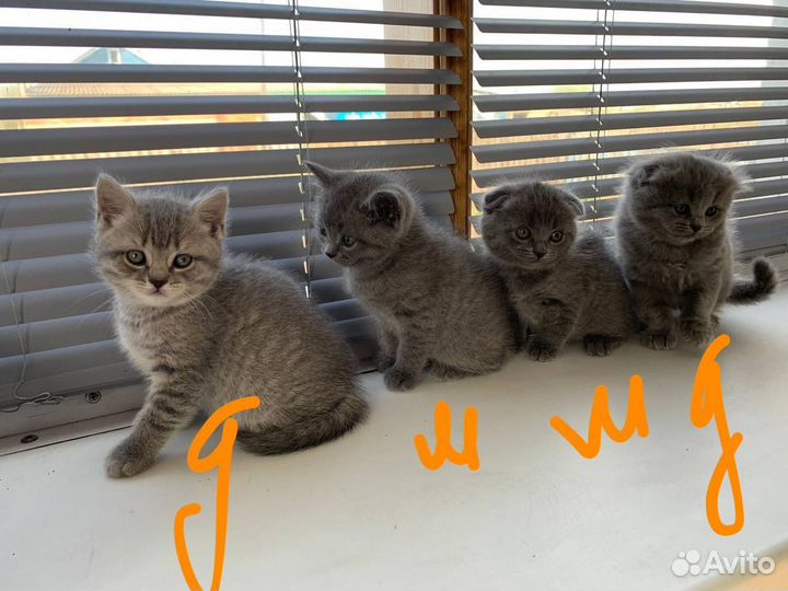 Шотландские котята