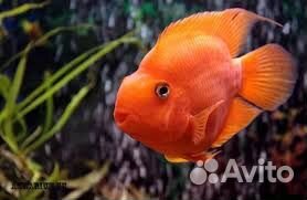 Попугаи (Red Parot)