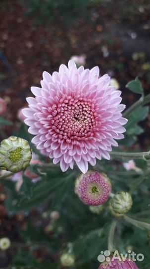 Хризантема корейская