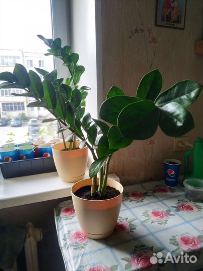 Замиокулькас