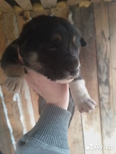 Щенки в добрые руки бесплатно. Помесь