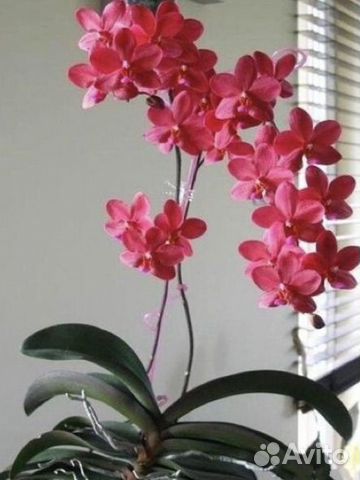 Орхидея фаленопсис сокровище Будды детки