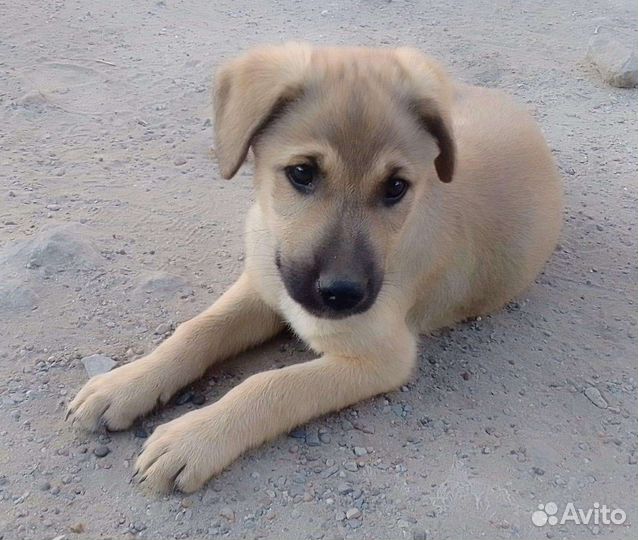 Счастье В дом