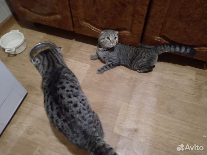 Шотландский вислоухий кот