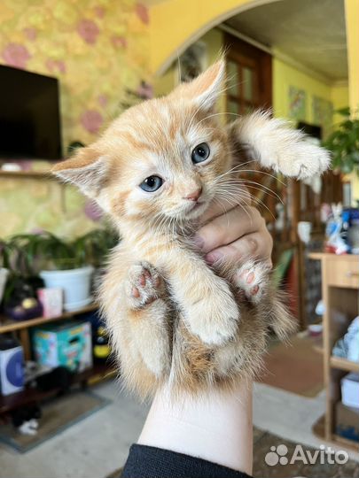 Котята бесплатно