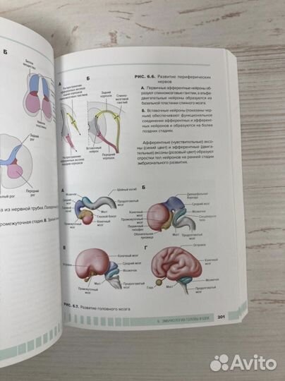 Атлас анатомии для стоматологов. Том 1