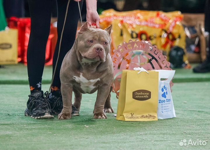 Американский булли вязка