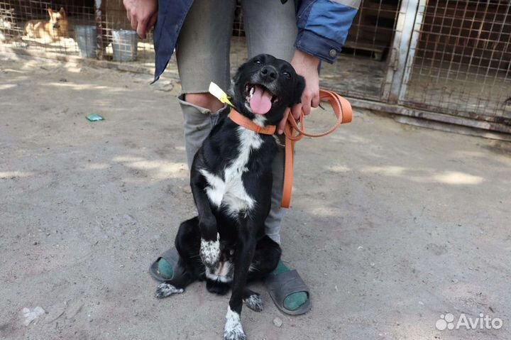 Собака в добрые руки отдам бесплатно