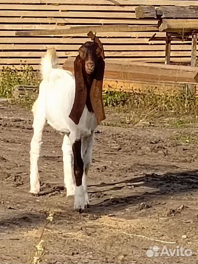 Козы камори